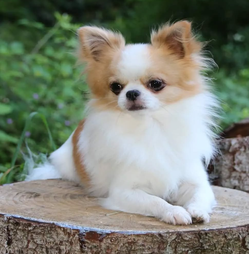 Bärbels PfötchenGlück-hund