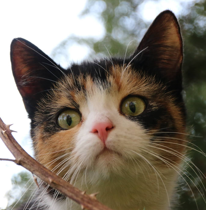 Bärbels PfötchenGlück-katze